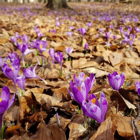 Апартаменти В "Арена Віладж" Polyana  Ngoại thất bức ảnh